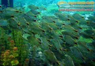 Cardumen en aguas cristalinas - Lagoa Santa, Goiás