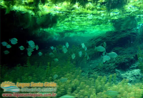 Fish swimming in the clear water of the hot-spring lagoon, seen from underwater