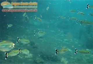 Peces en agua transparente - Lagoa Santa, Goiás