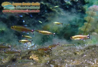 Peces y algas - Lagoa Santa, Goiás
