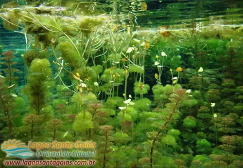 Aquatic plants on the bottom of the lagoon