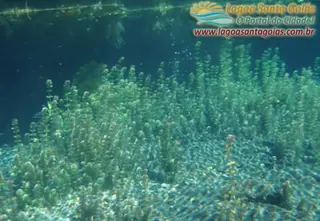 Plantas en el fondo - Lagoa Santa, Goiás