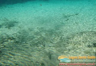 Peces entre las piedras - Lagoa Santa, Goiás